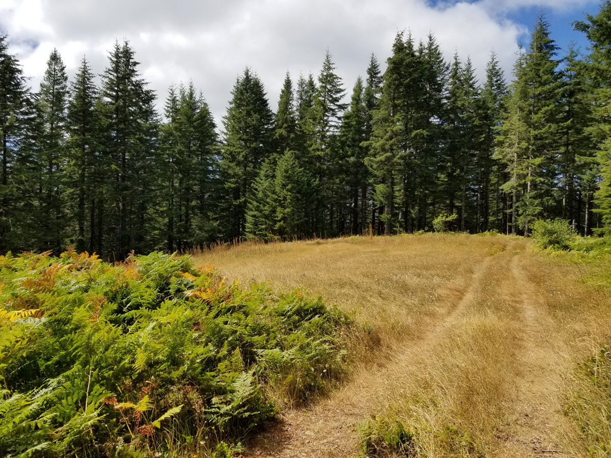 Forest Road in Rock Creek Wilderness, Oregon