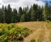 Forest Road in Rock Creek Wilderness, Oregon